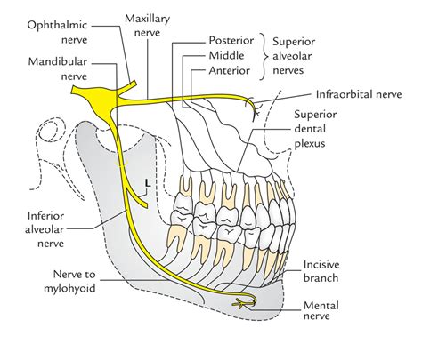 nervo alveolar inferior-1